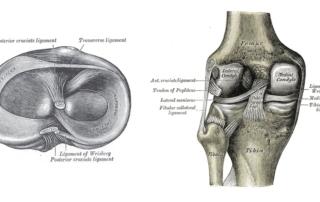 Understanding the structure of the knees helps you keep your knees safe