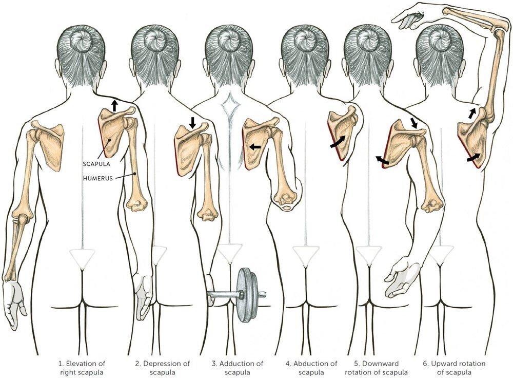The 4 linear shoulder blade movements and 2 rotational movements; Image source: unknown
